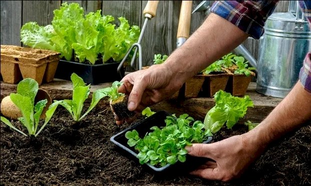 HUERTA EN CASA