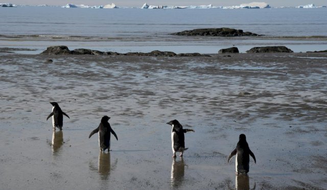 pinguinos