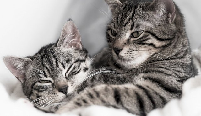 GATITOS