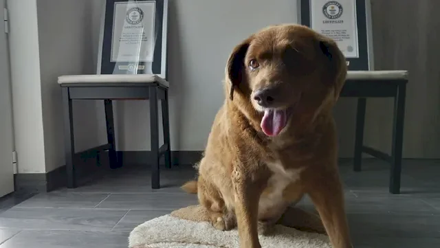 PERRITO