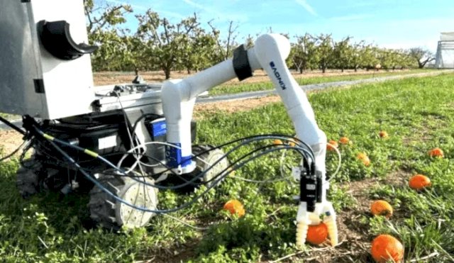 Crearon robot que recoge frutas del suelo para evitar pérdidas alimenticias