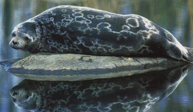 Descubrieron una nueva especie de foca anillada