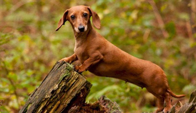 Corrientes: establecen régimen de visita de un perro con su dueña