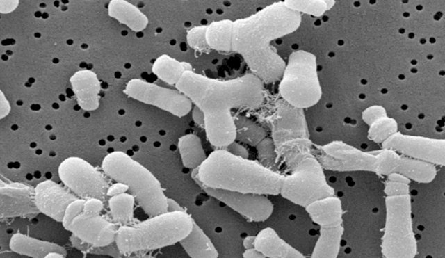 probioticos