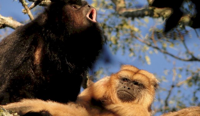 primates