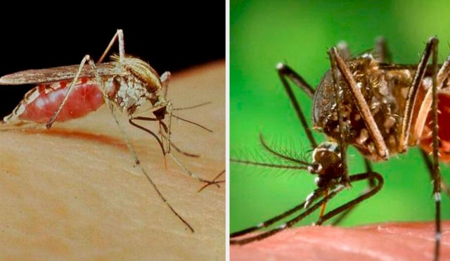 mosquitos