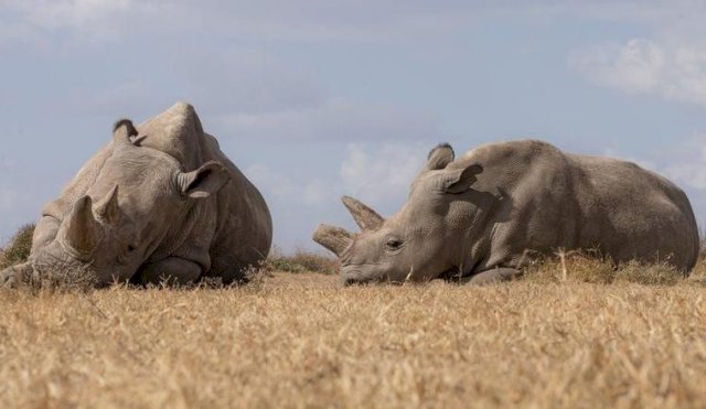 La fertilización in vitro sin precedentes que puede salvar de la extinción al rinoceronte blanco del norte