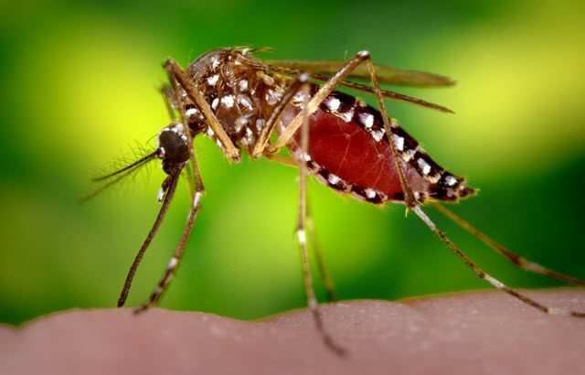 MOSQUITO AEDES