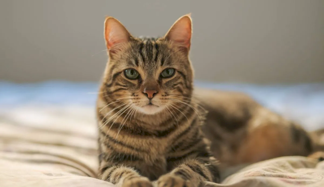 gatos