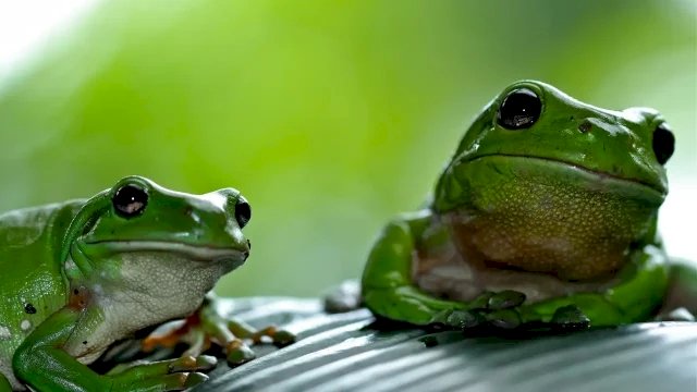 Descubren que algunas ranas hembra guiñan el ojo a los machos