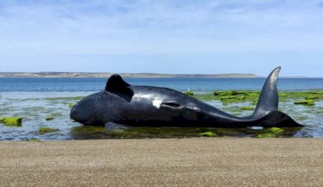 BALLENAS MUERTAS