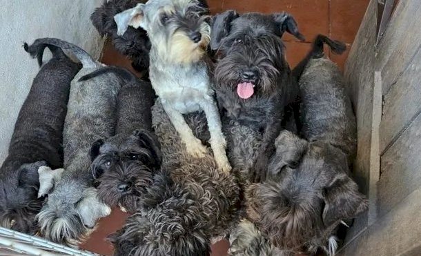 RESCATEPERROS